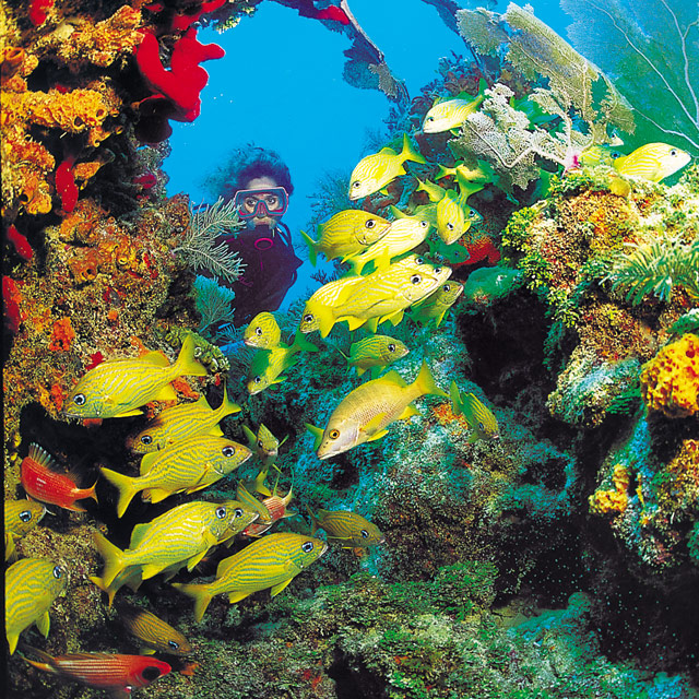Snorkel Islamorada